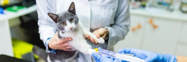 urgencias clinica veterinaria mallo otura (1)